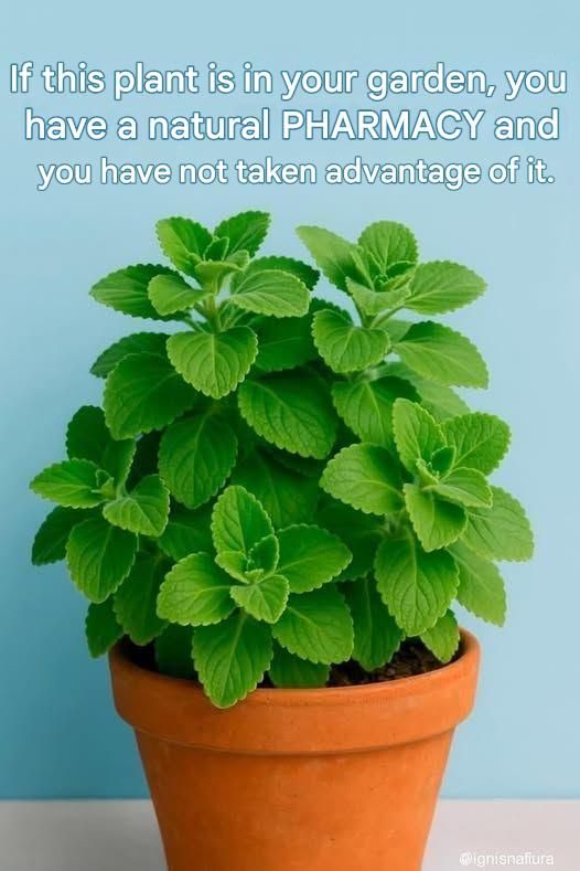 470196641 122187532976094163 2002605220808850139 N